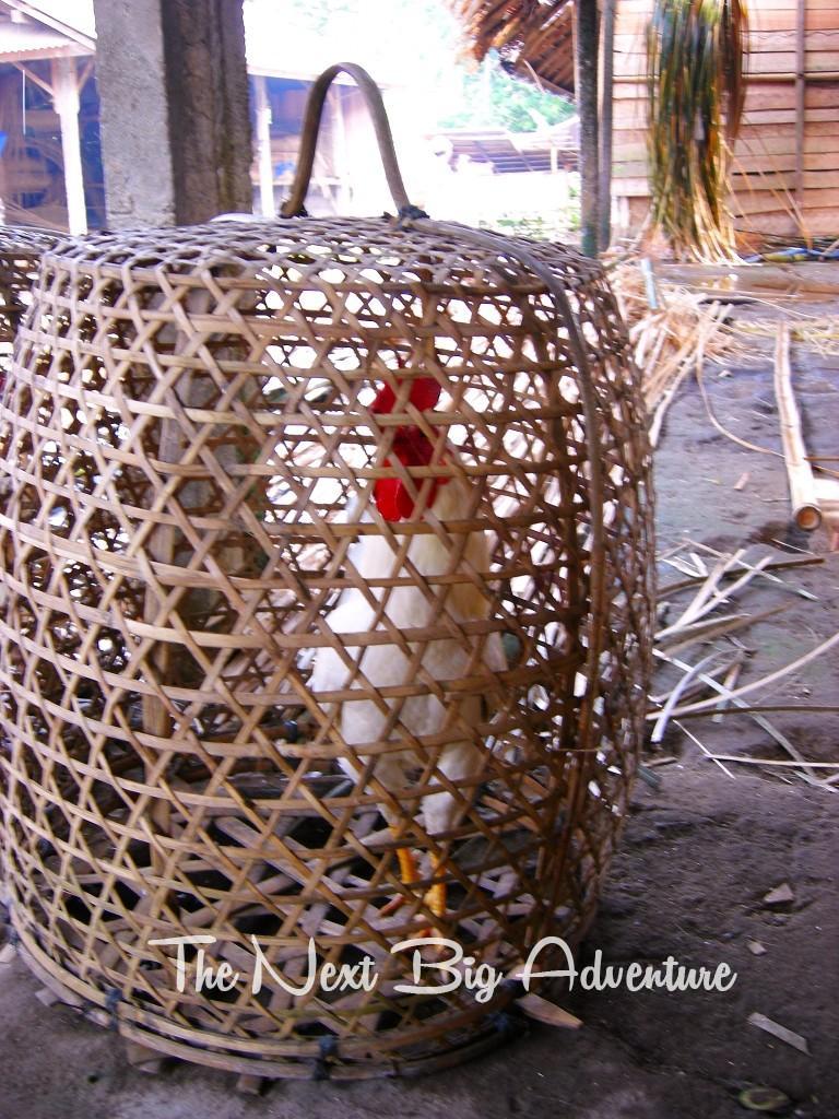Market chicken Bali