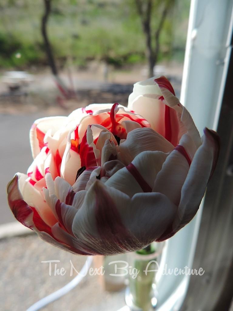 Camper flower of the weekend, an amazing striped tulip