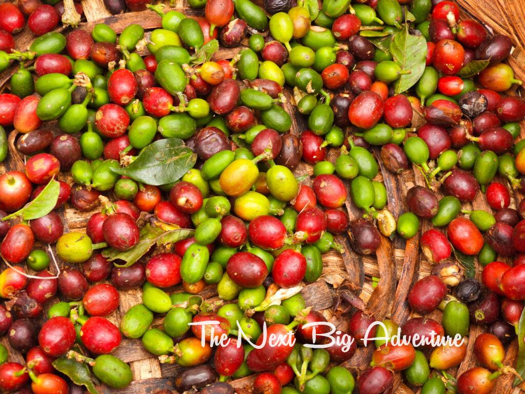 Costa Rican coffee beans