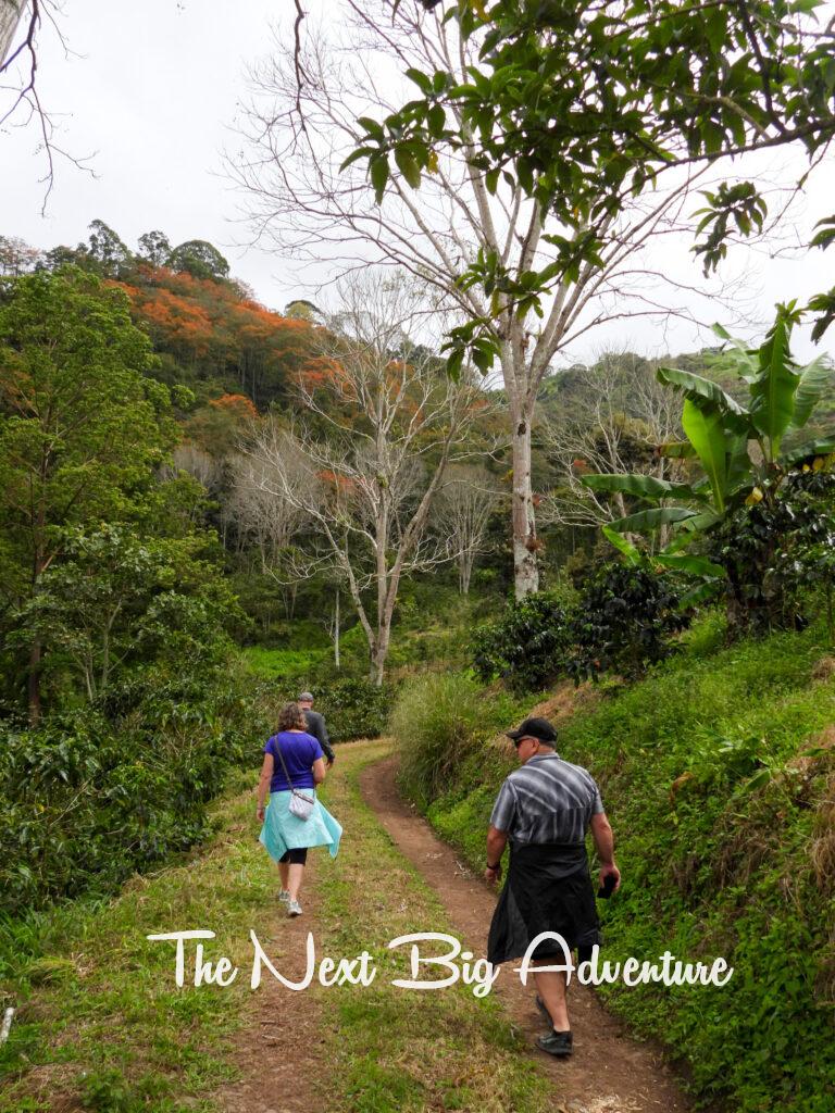 Coffee plantation Costa Rica