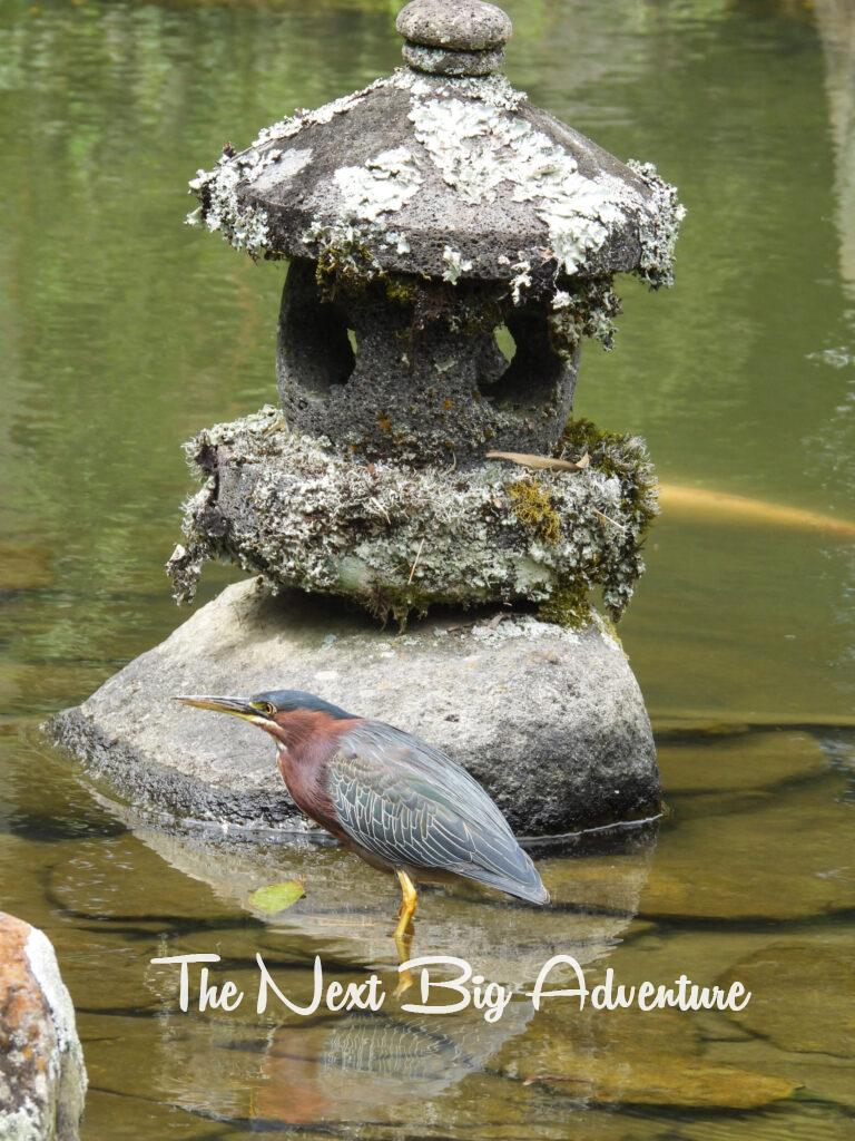 Japanese garden and bird