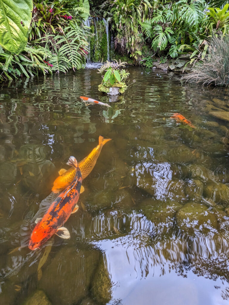 Koi pond