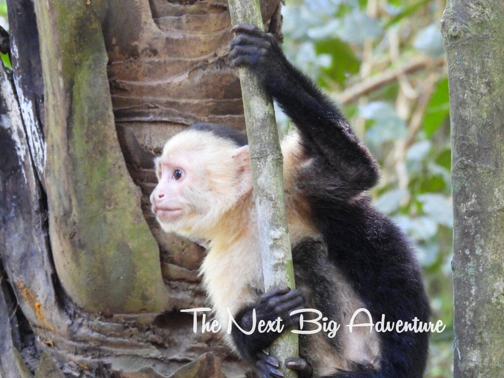 Howler monkey