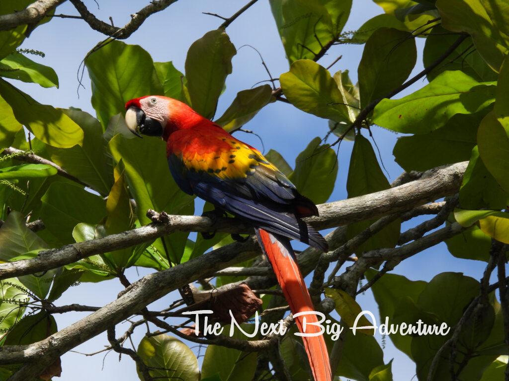 Scarlet Macaw