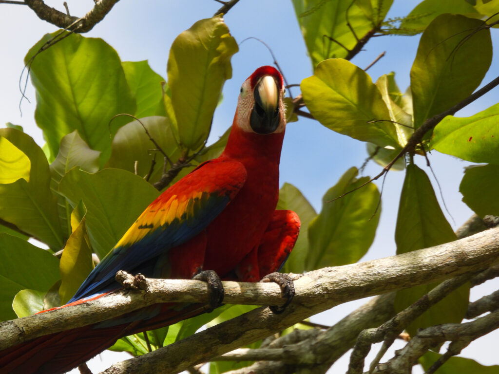 Scarlet Macaw