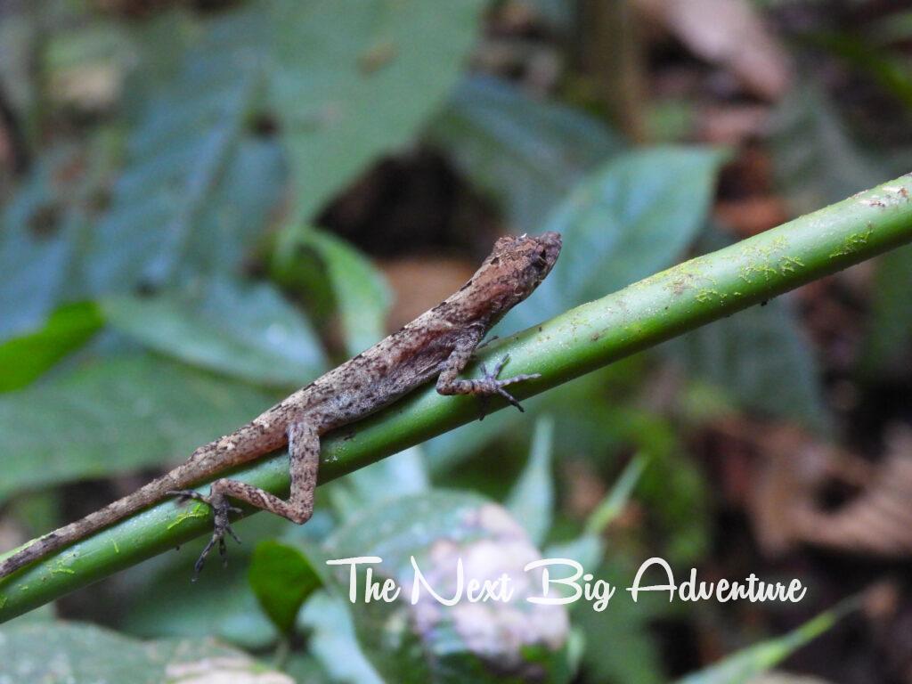 Costa Rica lizard