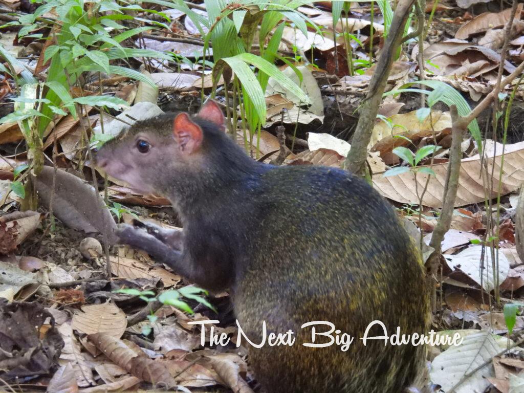 Costa Rica rodent