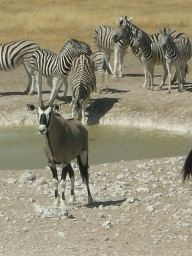 Wildlife in Afria